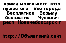 приму маленького кота пушистого - Все города Бесплатное » Возьму бесплатно   . Чувашия респ.,Новочебоксарск г.